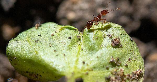 Urban pest management conference set for Jan. 8-10 in College Station [Video]