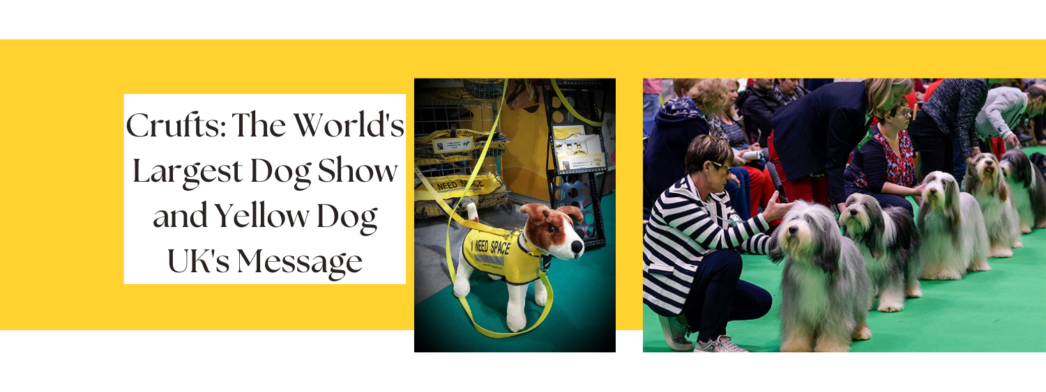 Yellowdoguk pr agency how to promote your dog charity and events [Video]