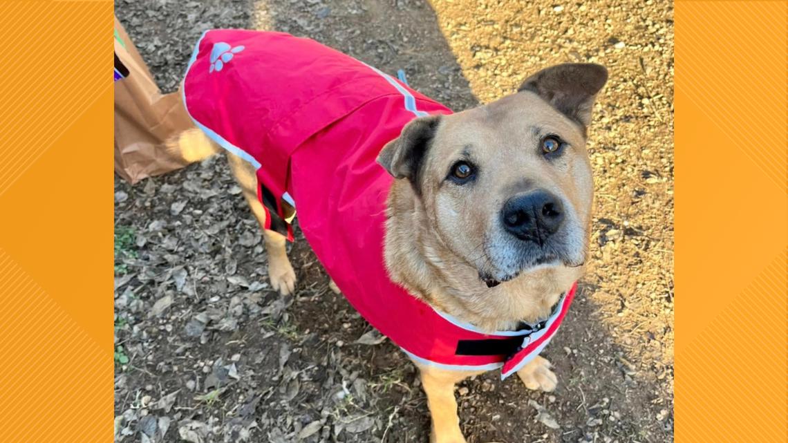 Austin Pets Alive! asks for short-term fosters amid winter weather [Video]