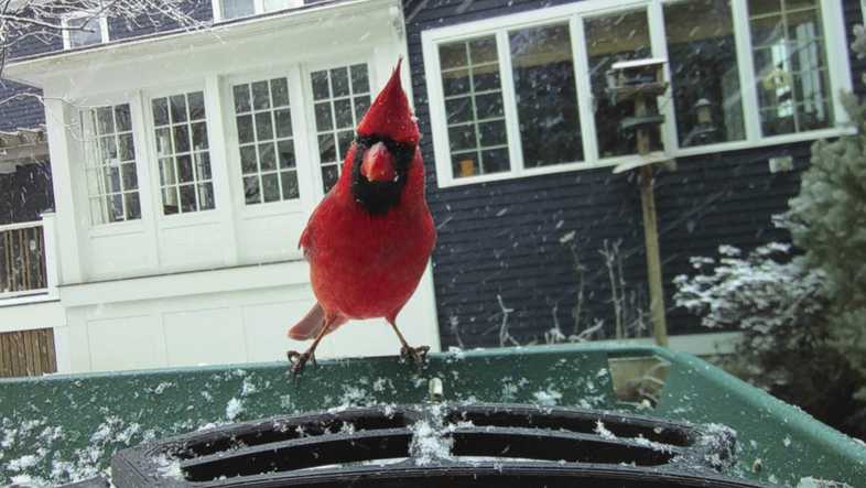 Smart bird feeders spark new bird-watching passion [Video]