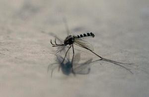 Mosquitoes with toxic semen could stem disease spread: research [Video]