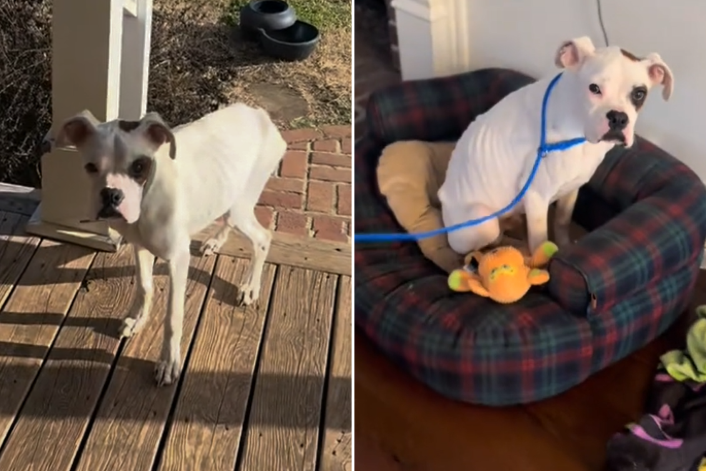 Starving Dog Shows Up on Woman’s Porch, She Instantly Knows What To Do [Video]