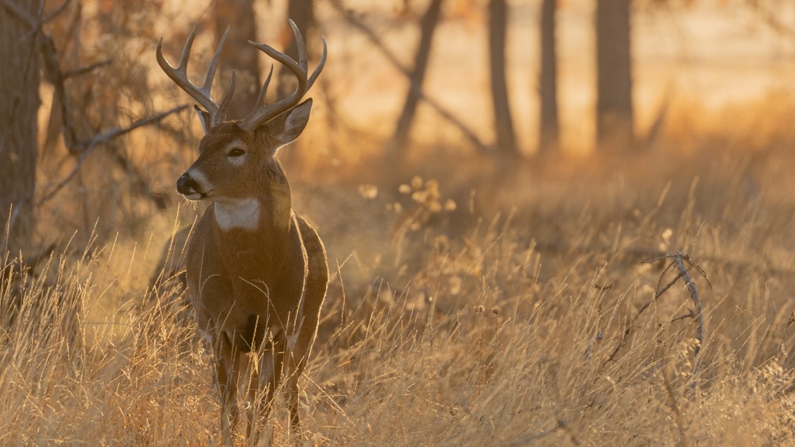 DNR to end "targeted culling" of deer in some zones to prevent spread of CWD [Video]