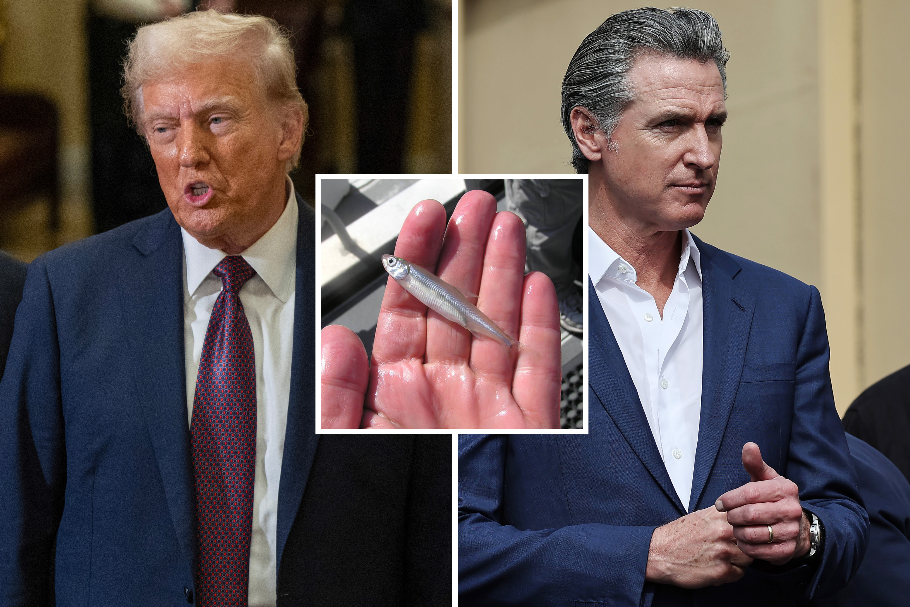 Smelt Fish: Why is Trump attacking Gavin Newsom over the California Dam? [Video]