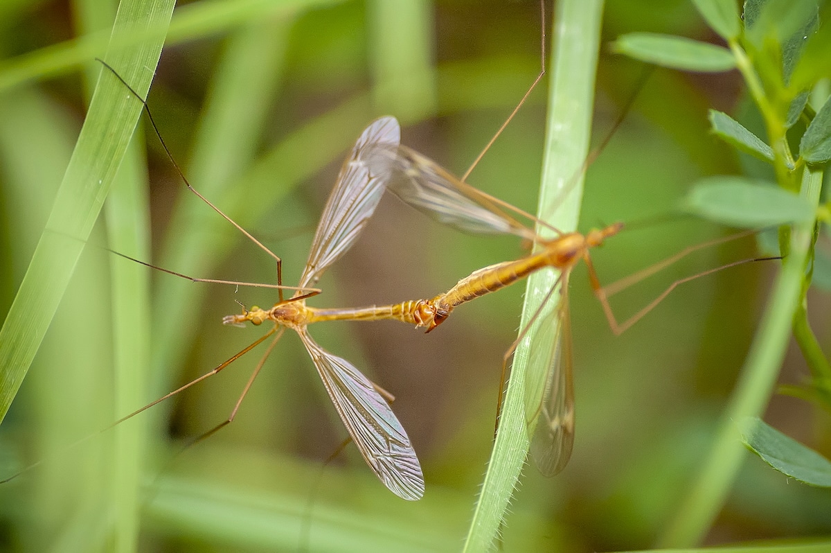 Australia Mosquito Population Researchers Developing Genetically Modified 