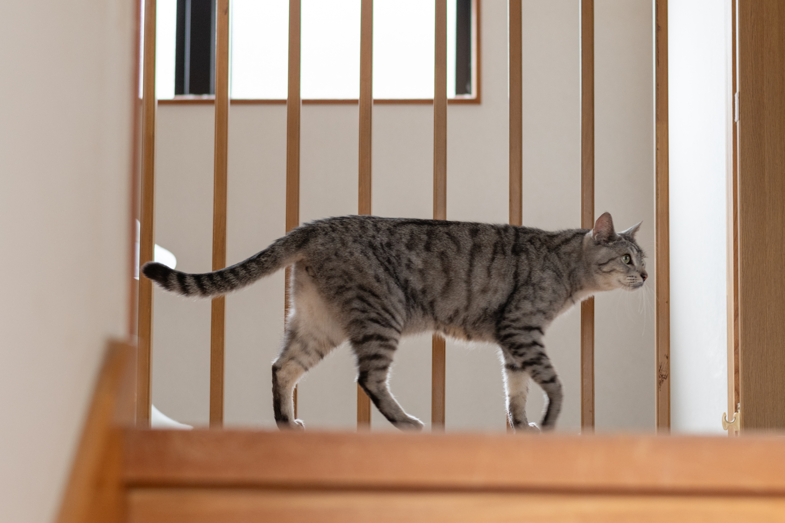 City Cat’s First Experience of Grandparents’ Country Home: ‘Flabbergasted’ [Video]