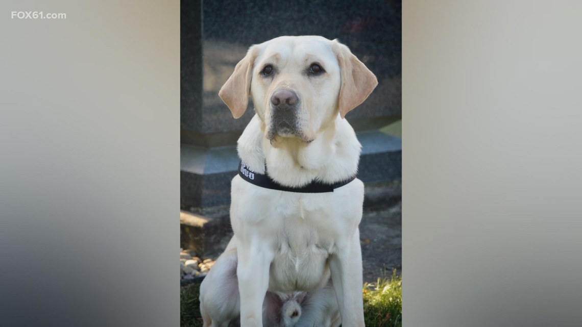 East Hartford Police Department welcomes Beacon, its new community engagement dog [Video]