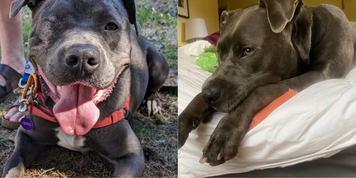 Dog still looking for his forever home after more than a year at shelter [Video]