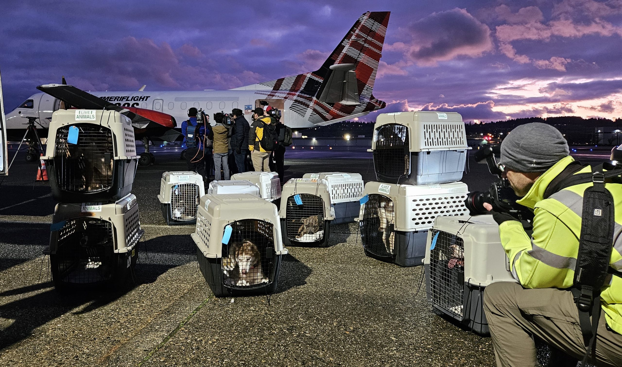 Photos: Rescue Flight to Seattle Saves Dozens of LA Pets from Wildfires [Video]