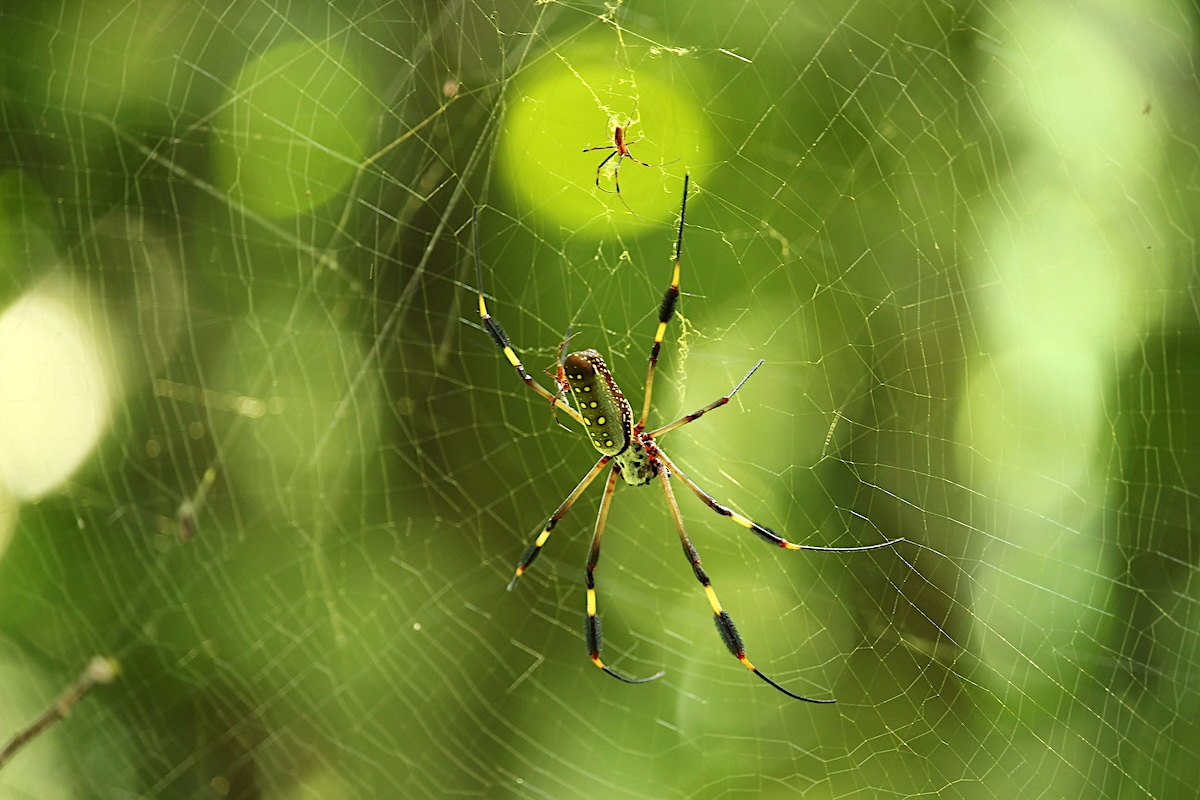 Spiders Smell Using Their Legs, Research Finds [Video]