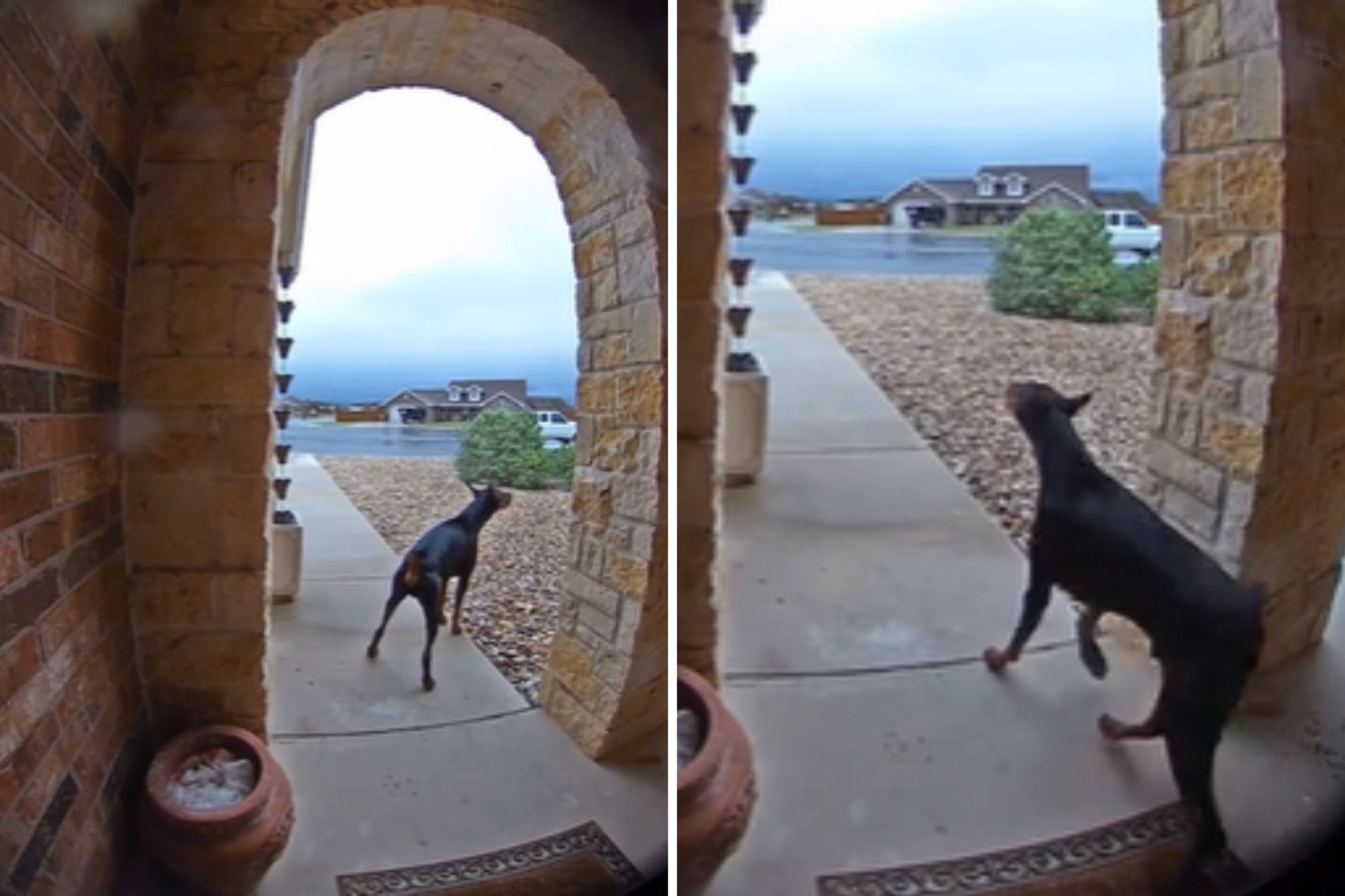 Hero Dog Getting Help to ‘Save Grandpa’s Life’ Captured by Doorbell Cam [Video]