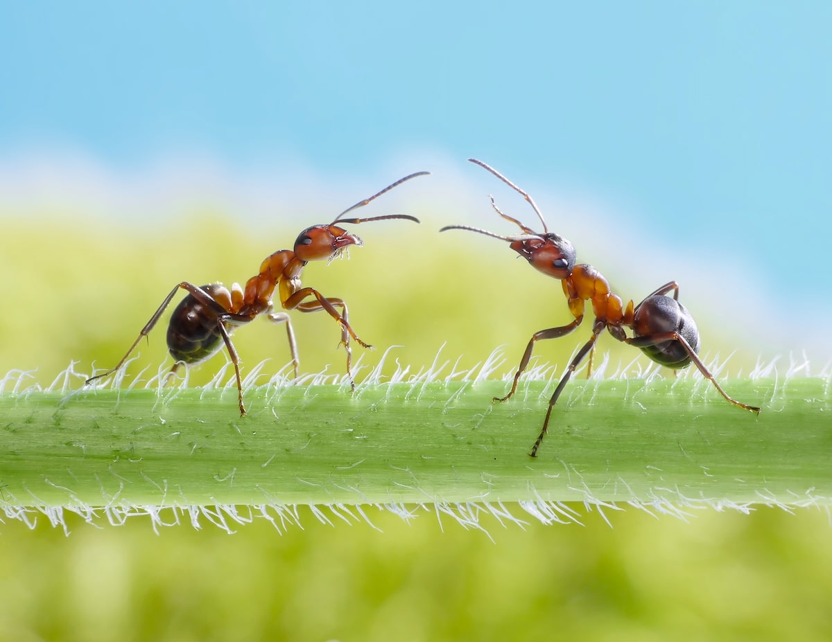 Ants Learn From Experience and Can Hold Grudges, Study Finds [Video]