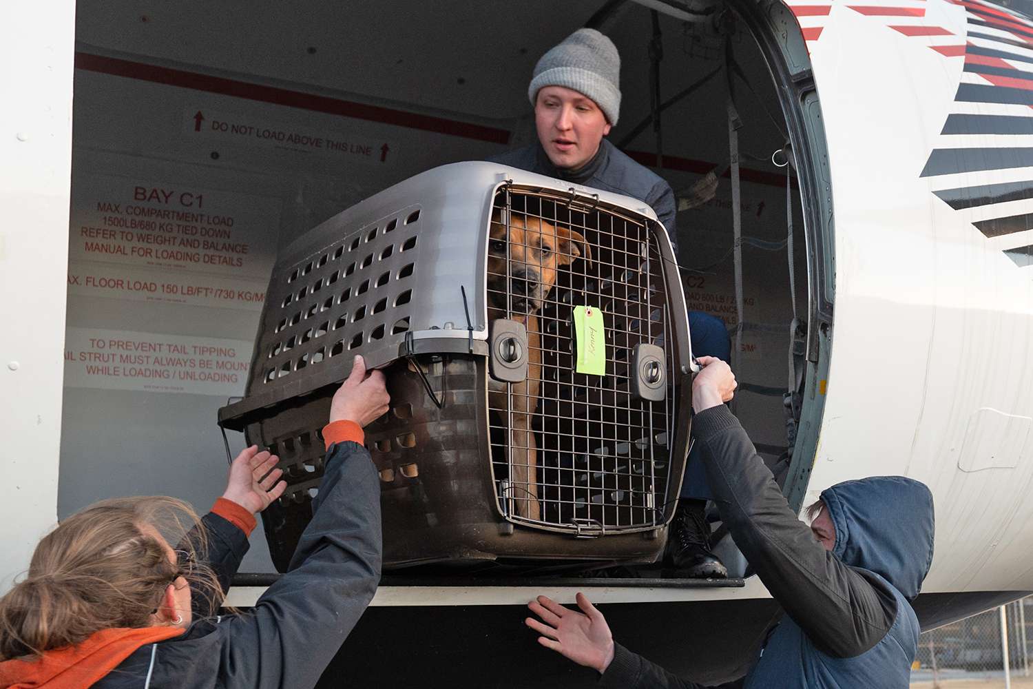 More Than 80 Pets Flown Out of Los Angeles in Emergency Rescue Flight amid Wildfires [Video]