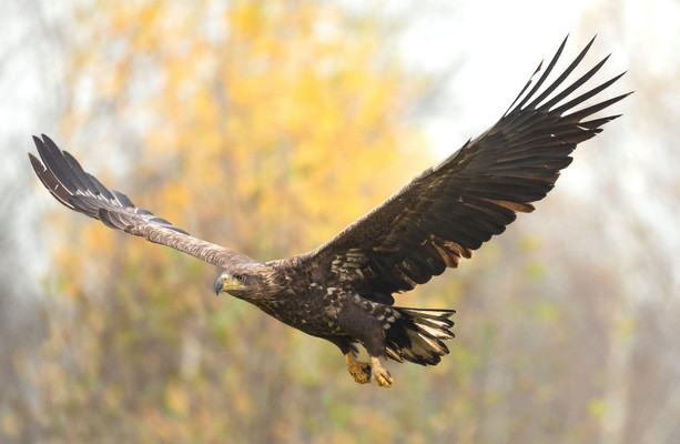 Endangered young eagle shot dead near lake in Co Westmeath [Video]