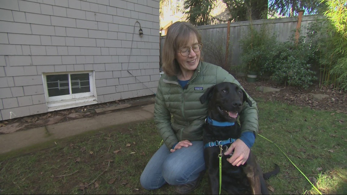 Rescued dogs from Southern California wildfires seek forever homes [Video]