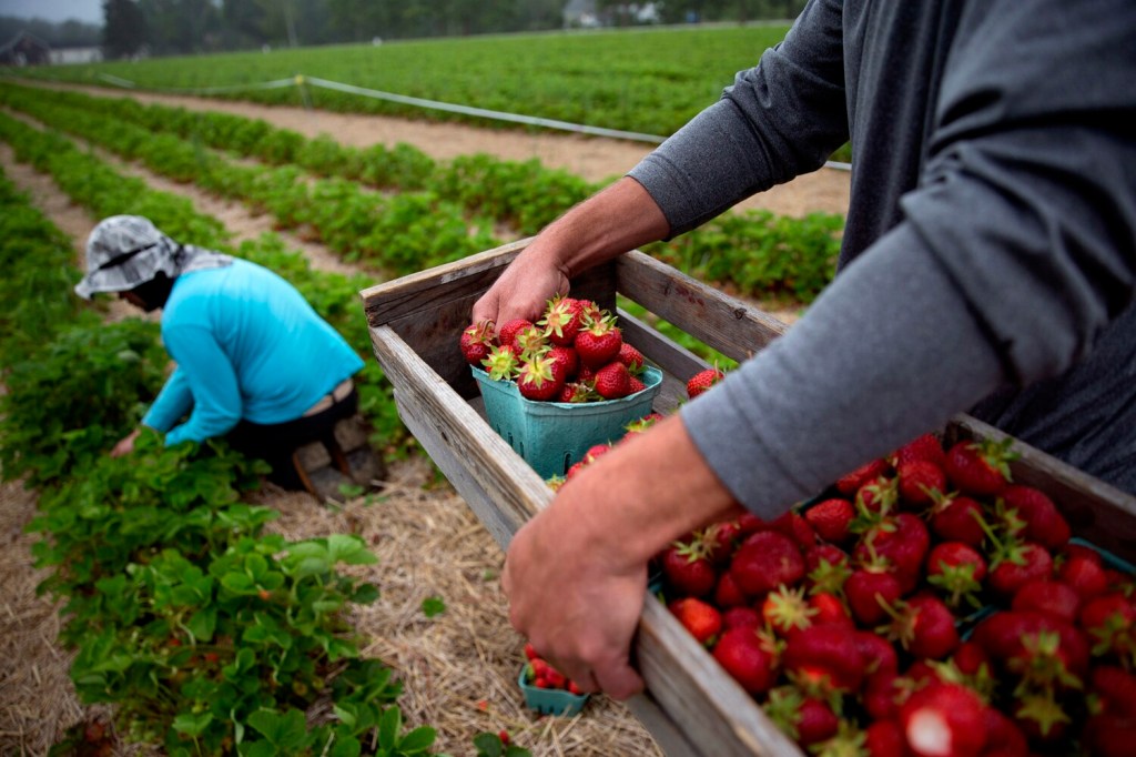 Jordans Farm to take over Maxwells strawberry fields in Cape Elizabeth [Video]