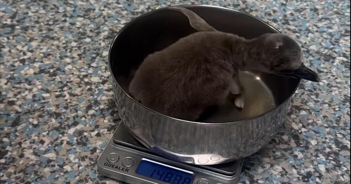 Humboldt penguin chick [Video]