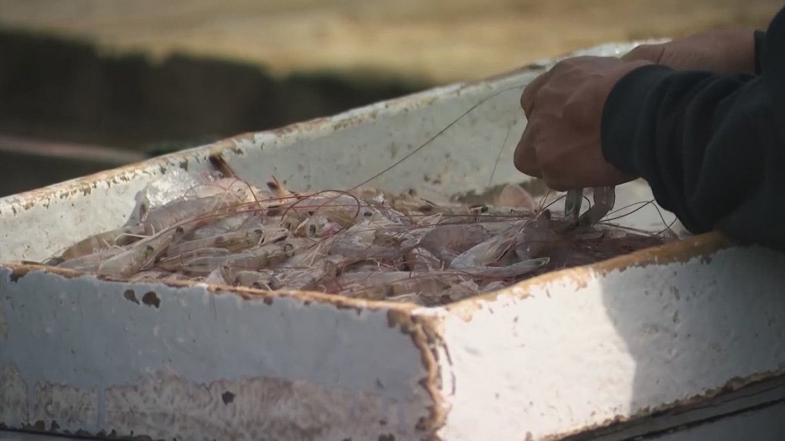 What DNA tests reveal about shrimp served at Galveston, Texas restaurants [Video]