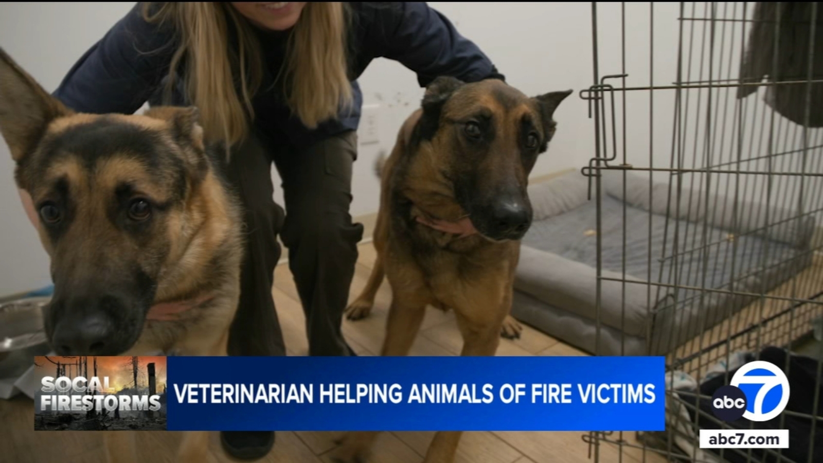 Los Angeles veterinarian offers refuge to pets impacted by Southern California wildfires [Video]