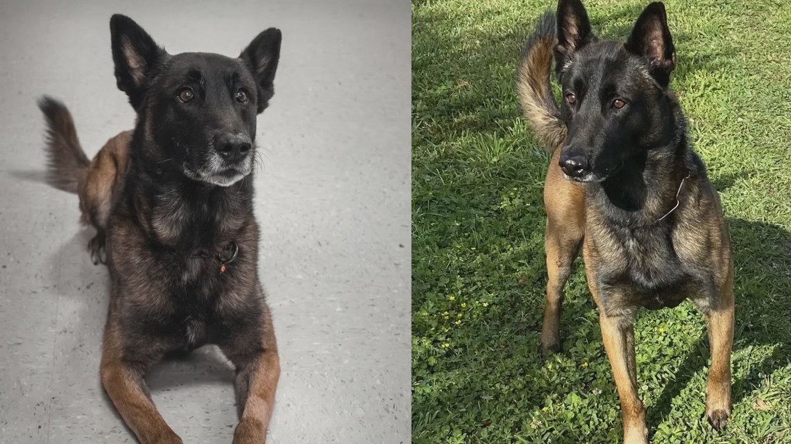 New Information: JPSO K-9 dies during SWAT Operation [Video]