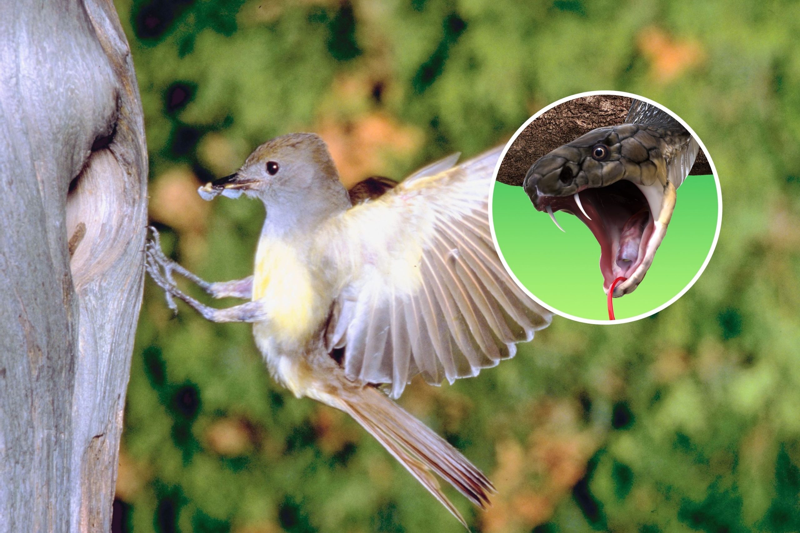 Fear of Snakes Exploited by Birds To Protect Nests [Video]