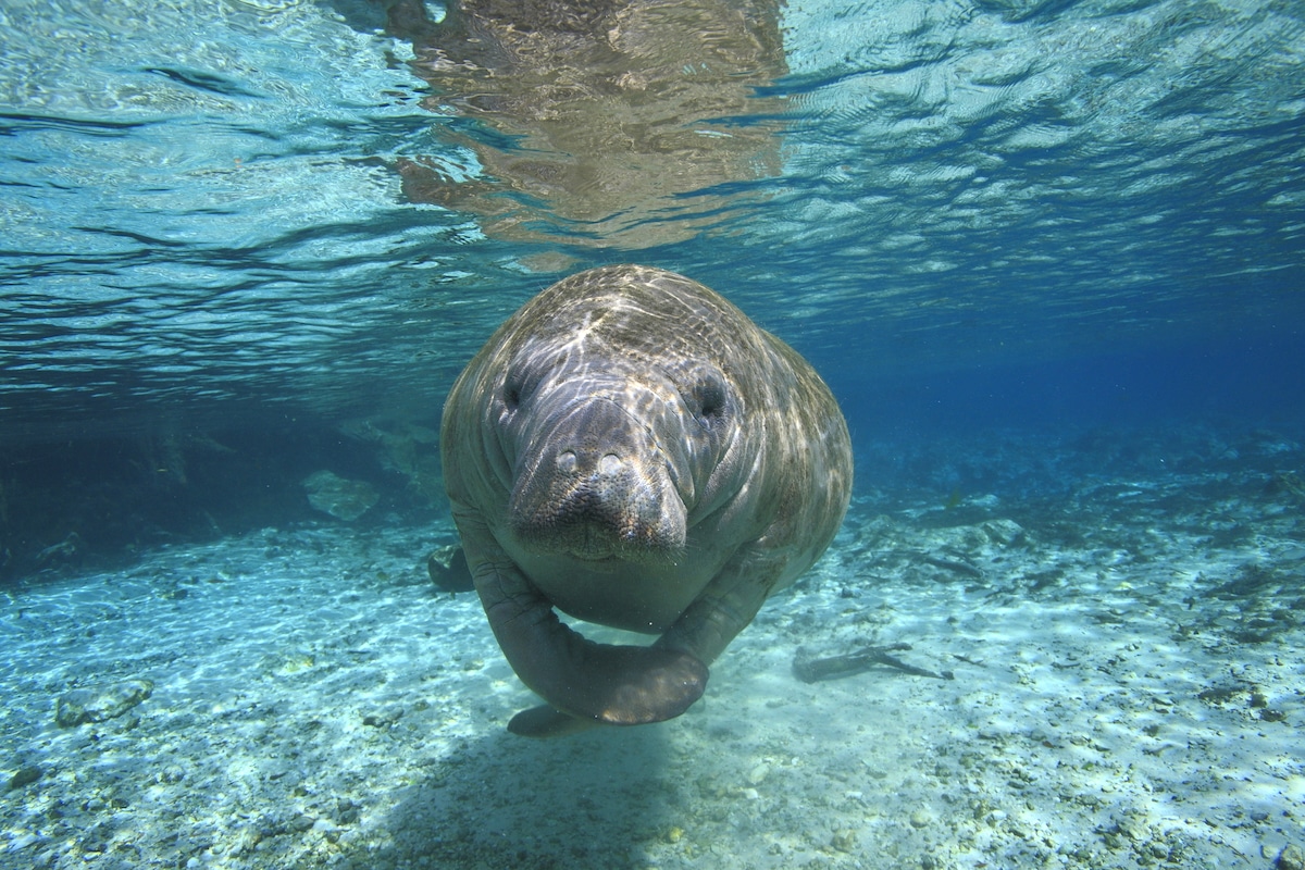 Florida Manatees Denied Endangered Species Protections Despite ‘Ongoing Die-Off’ [Video]