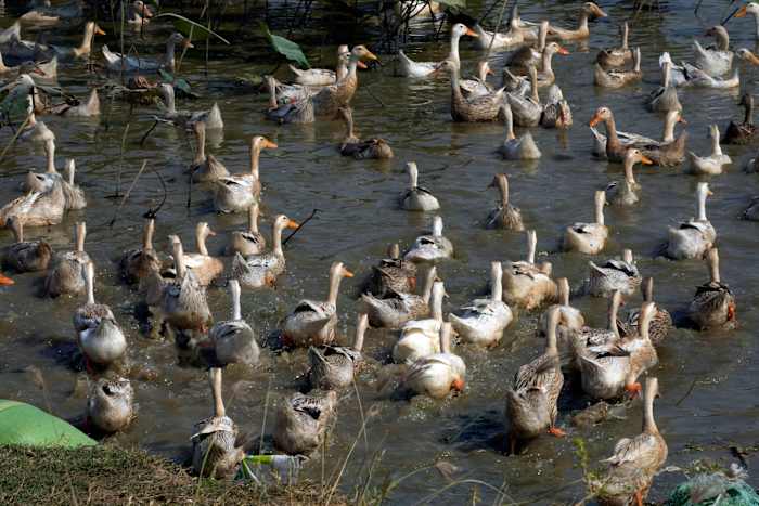 Bird flu found in ducks in Central Texas [Video]