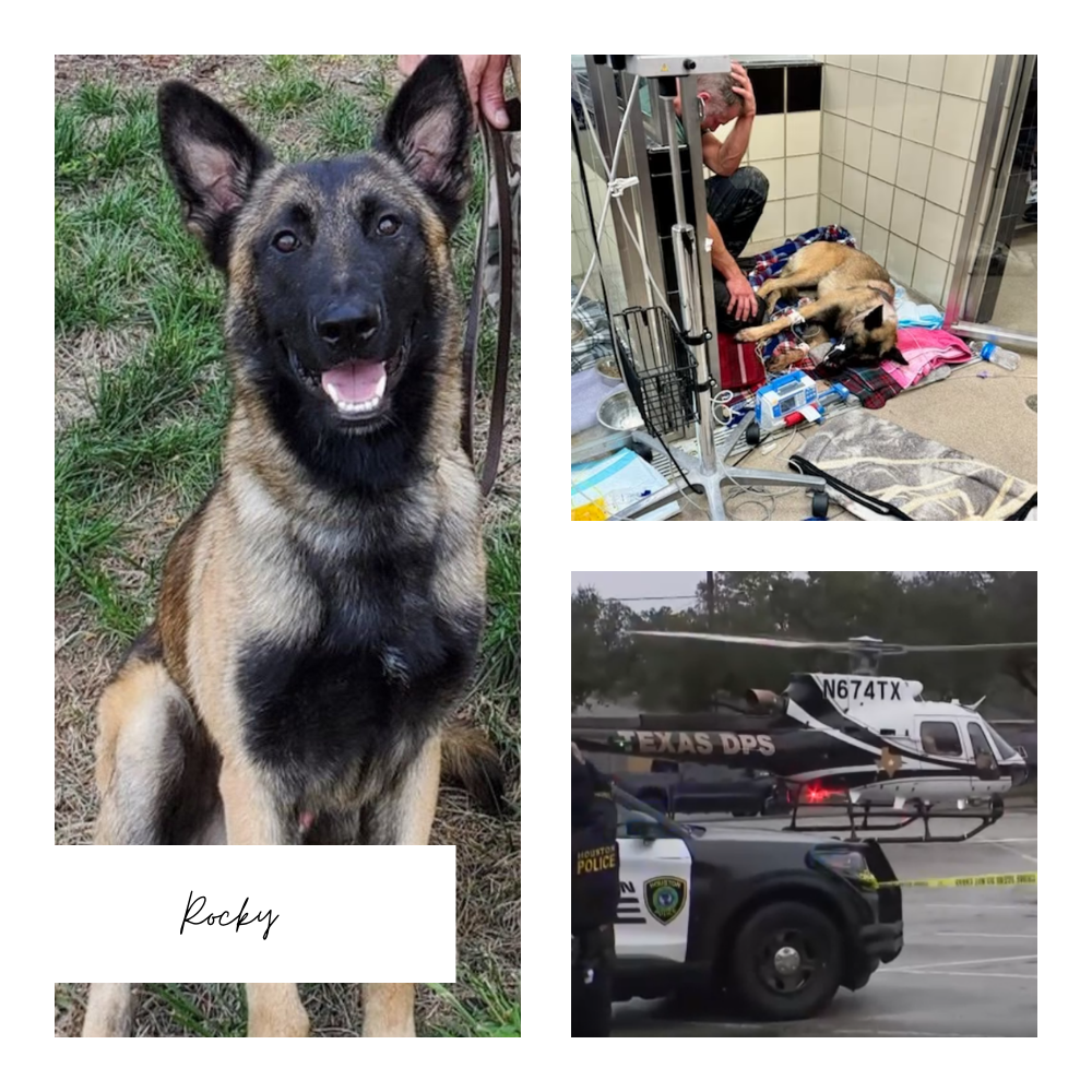 Heroic K-9 ‘Rocky’ Survives Multiple Gunshots While Chasing Alleged Cop Killer [Video]