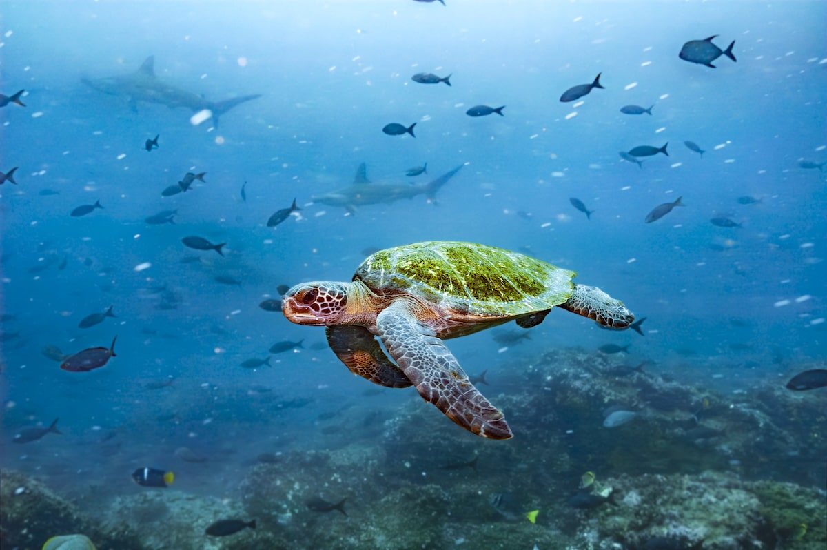 Ecuador’s Coastal Ecosystems Have Rights, Constitutional Court Rules [Video]