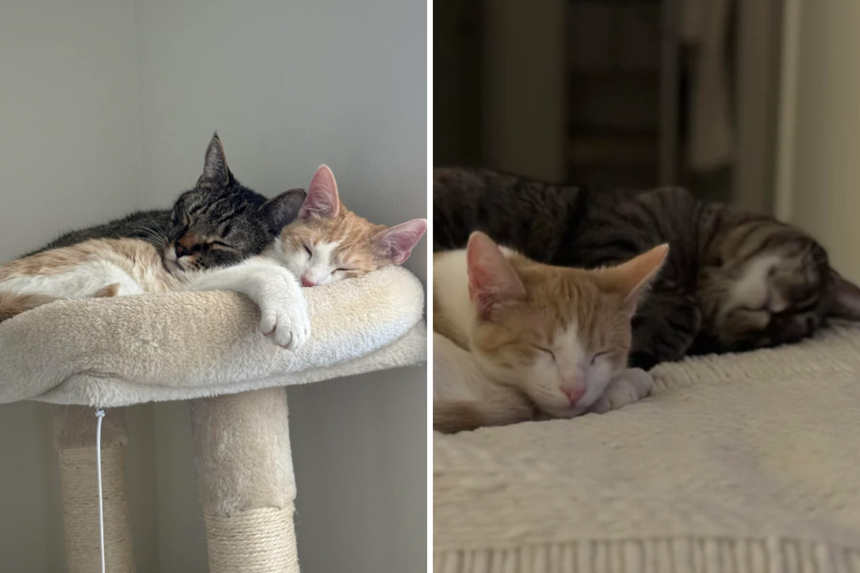 Owner Adopts Rescue Cat for His Feline, Hearts Melt Over What Happens Next [Video]