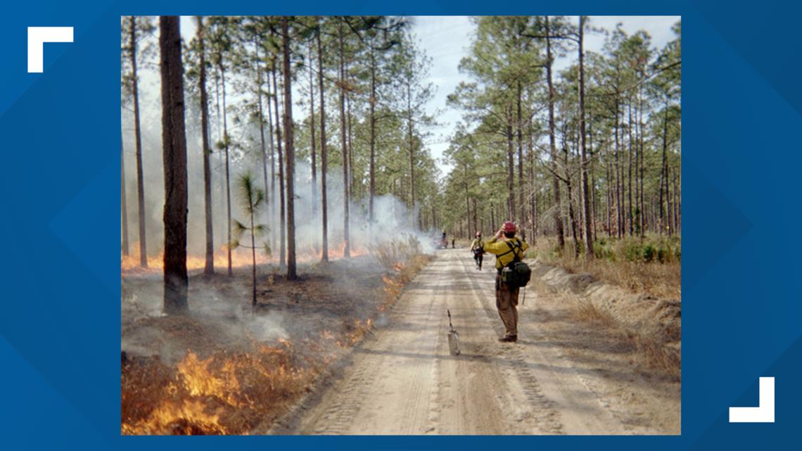 USDA plans prescribed burns for Bankhead, other Alabama national forests [Video]