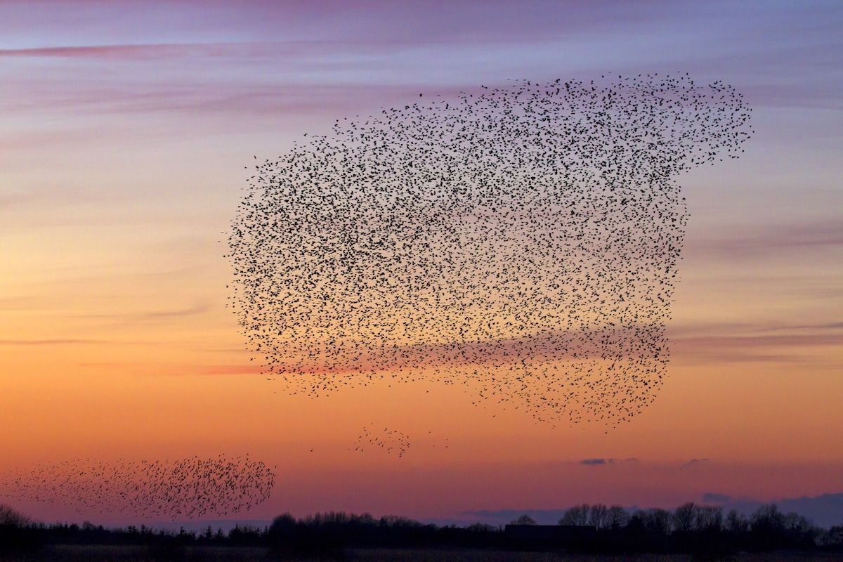 Songbirds Have In-Flight Conversations With Other Species During Migration, Study Shows [Video]