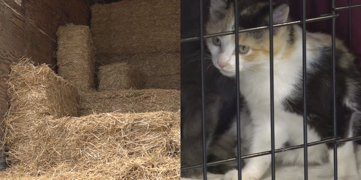 Rescue One to give away bales of straw in Springfield to help outdoor pets stay warm during freezing temperatures [Video]