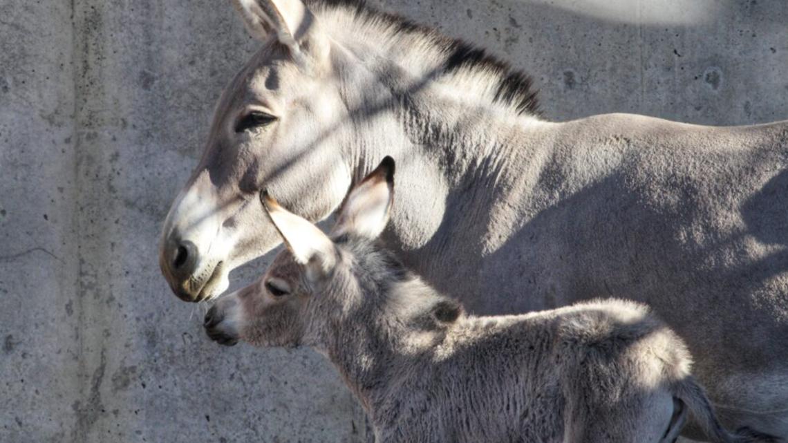 Denver Zoo welcomes Somali wild ass foal [Video]