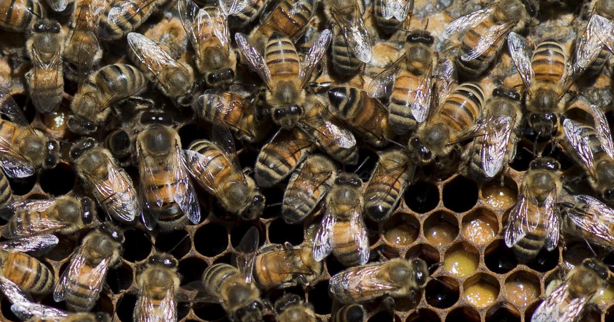 Beekeeping use added to Bedford Co. residential districts [Video]