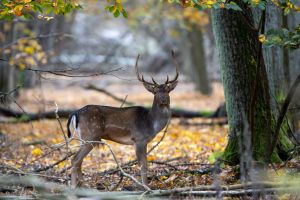 Multiple Animals Found Dead at Frankfort Zoo [Video]