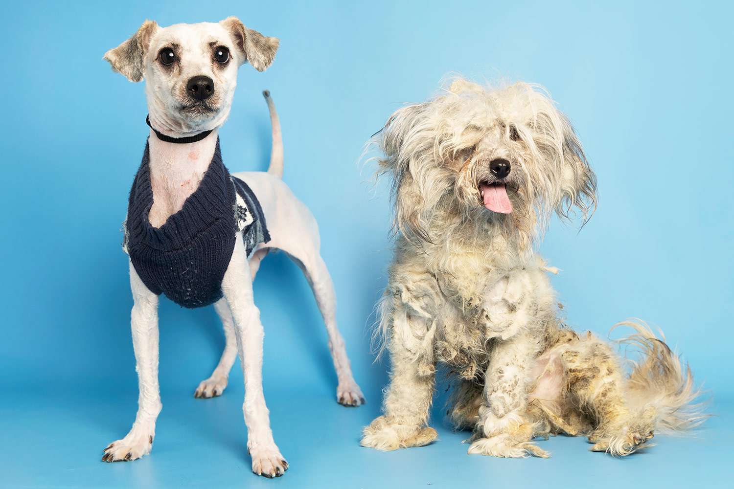 Severely Matted Dog Finds Home After Getting Drastic Makeover: See Photos [Video]