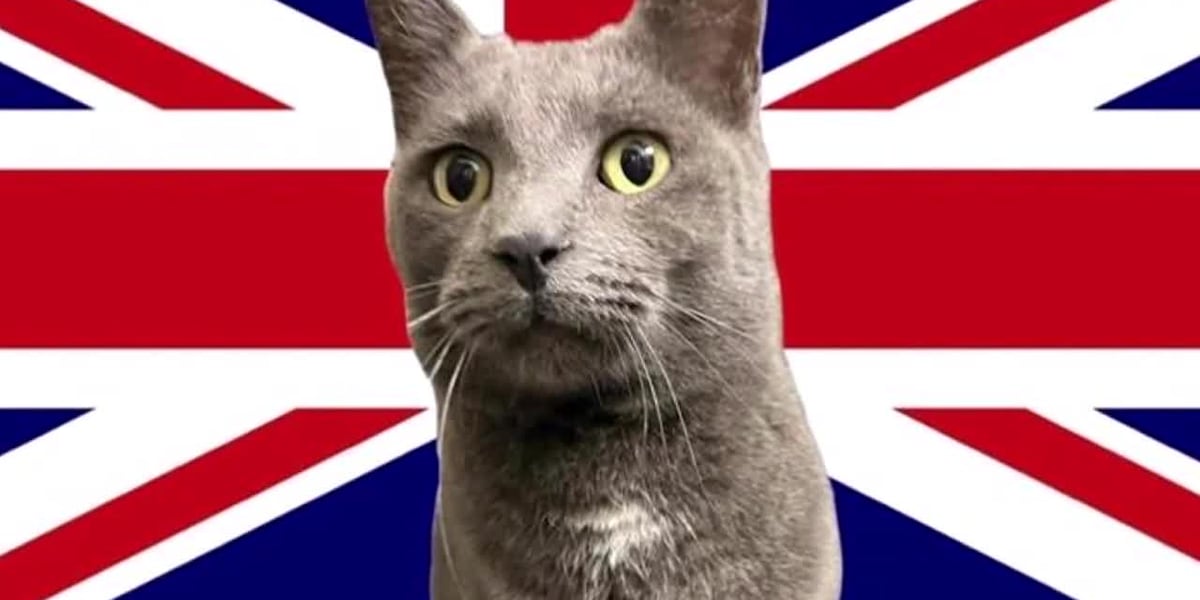 Cat found in Oklahoma has microchip registered in the United Kingdom, shelter says [Video]