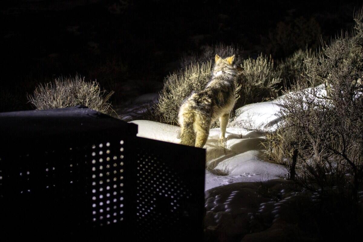 15 Gray Wolves Reintroduced to Colorado From Canada [Video]