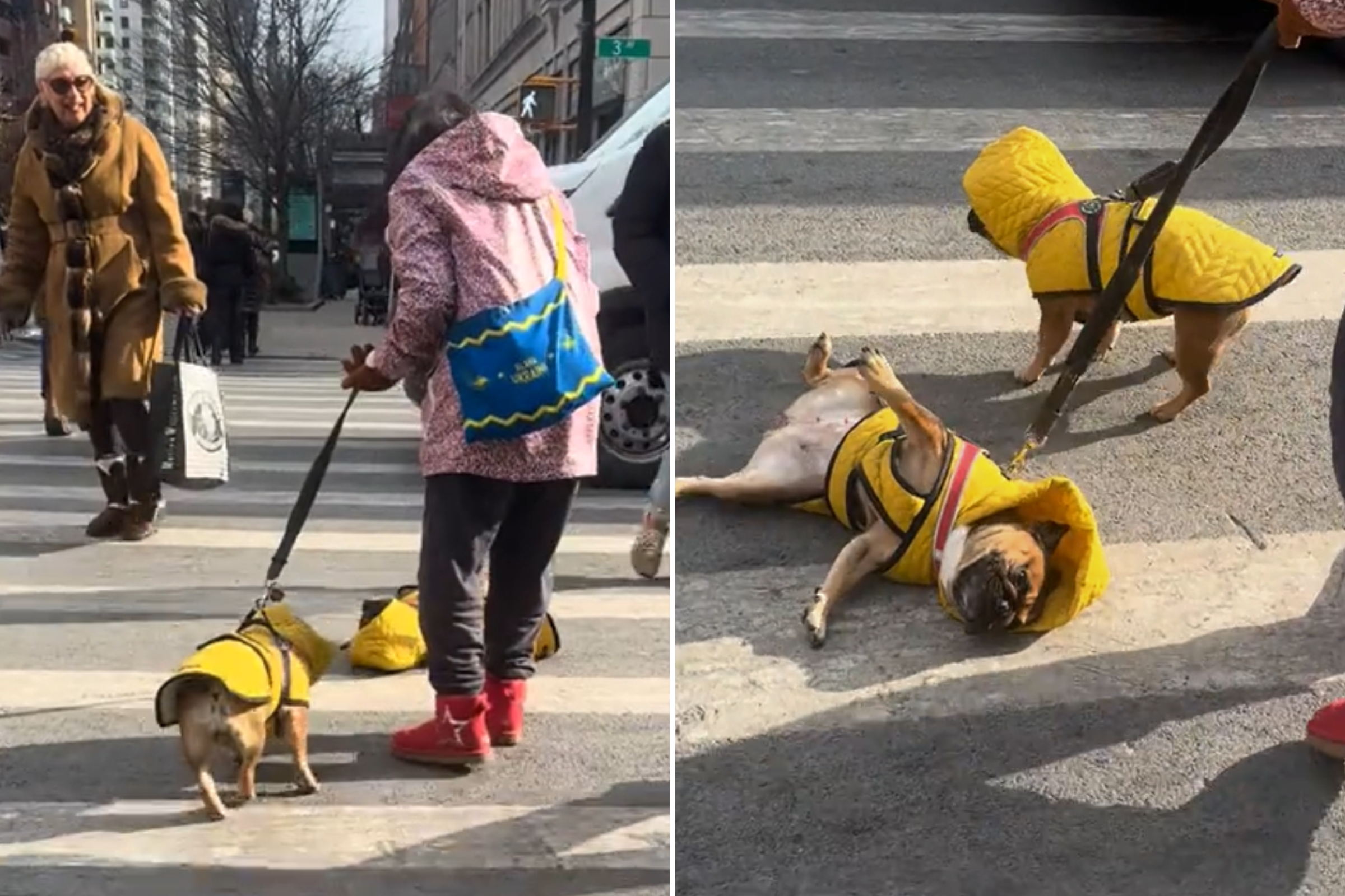 Owner Tries To Cross Street With Two Frenchies, It Goes Worse Than Imagined [Video]