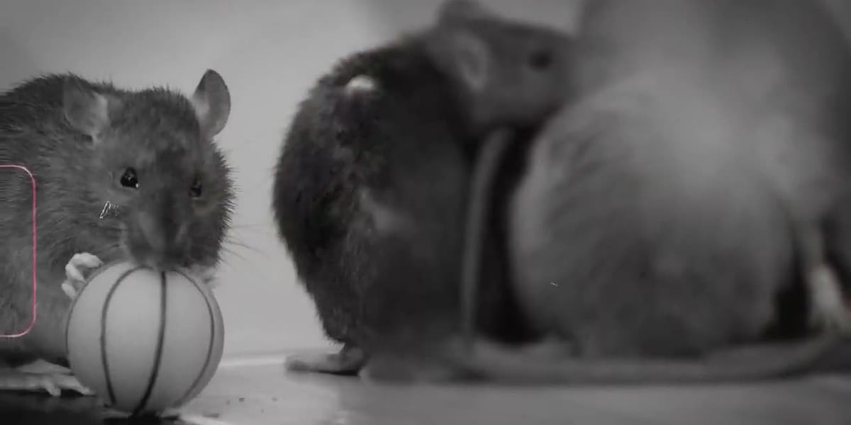 You can name a rat after your toxic ex this Valentine’s Day [Video]