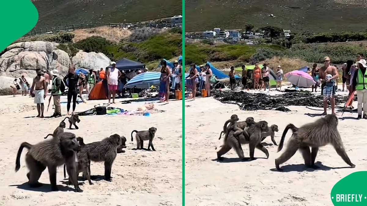 "Welcome to South Africa": Baboons Roam Cape Town Beach, Mzansi Peeps Pokes Fun [Video]