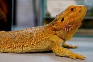 Japan Post to stop delivery of live reptiles [Video]