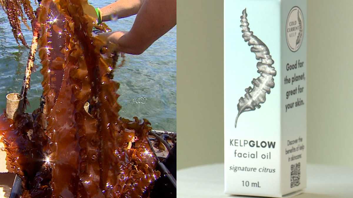 Kittery company using kelp to help keep skin hydrated [Video]