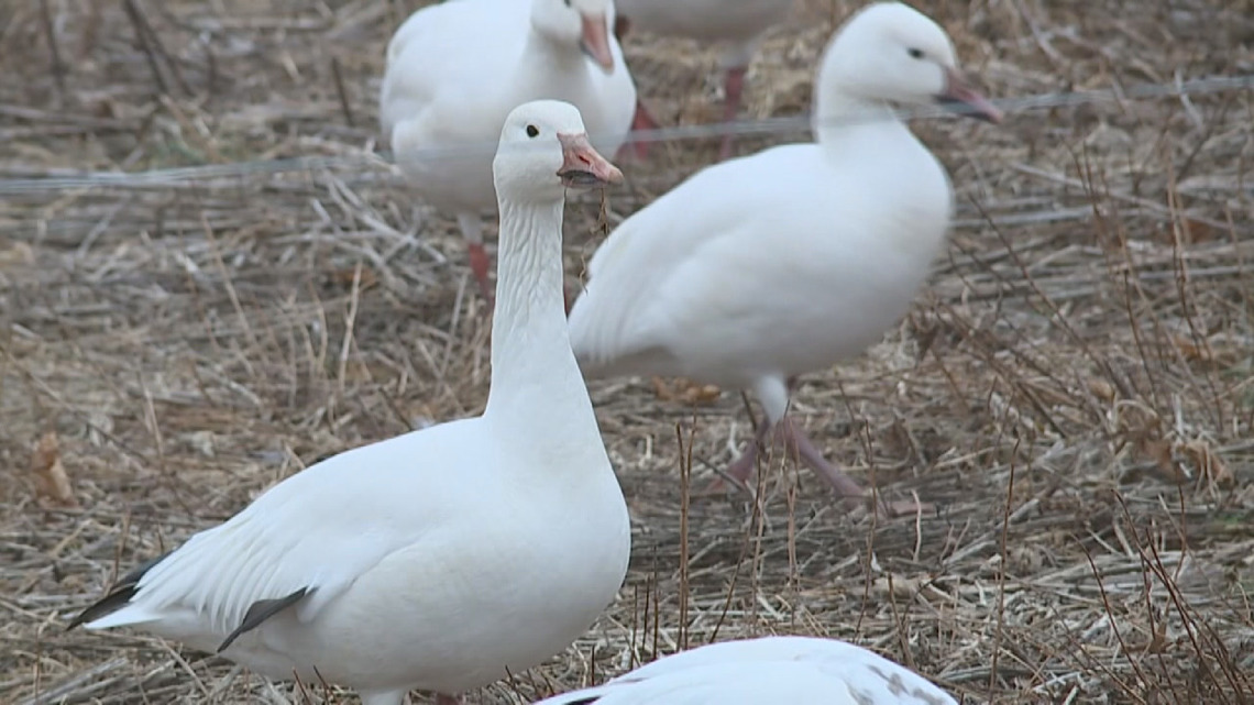 Middle Creek wildlife officials keep eye out for avian flu cases [Video]