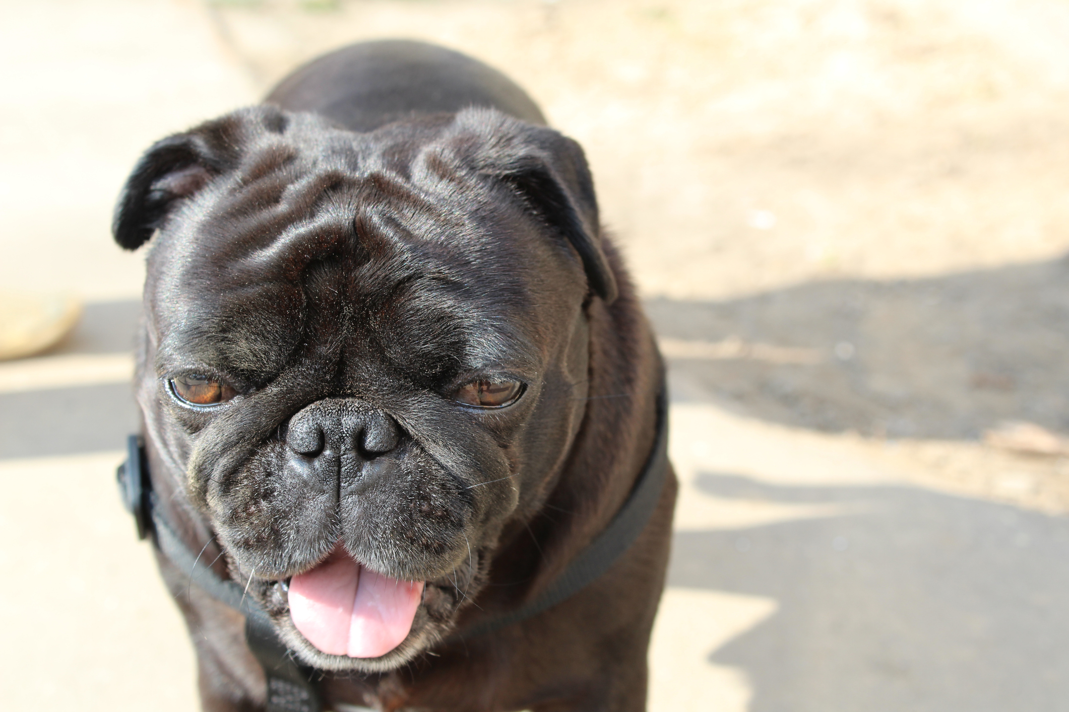 Hilarity at Why Pug Does Same Thing on Walk Every Day: 