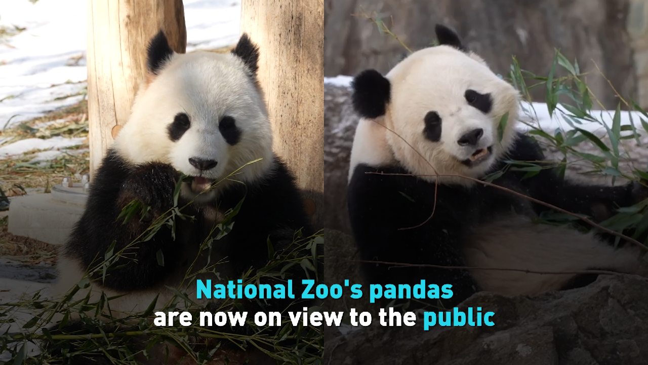 Pandas Bao Li, Qing Bao debut at D.C.’s National Zoo [Video]