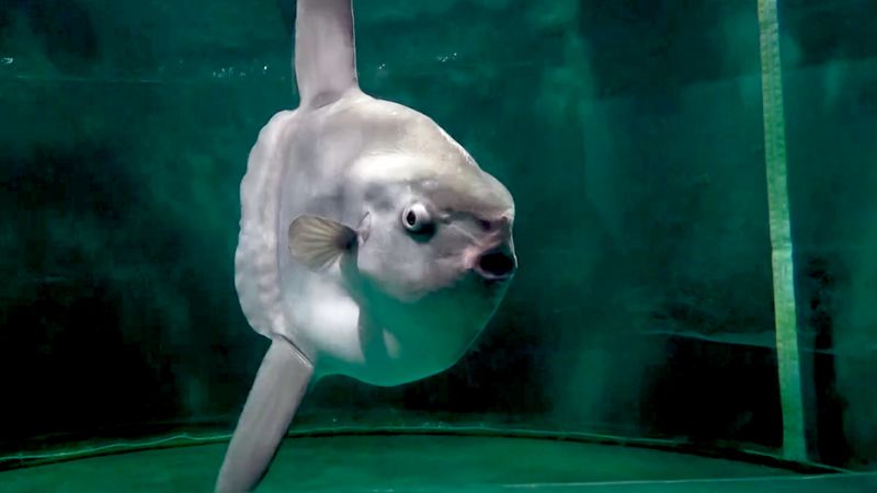 How a Japanese aquarium kept this lonely sunfish happy [Video]