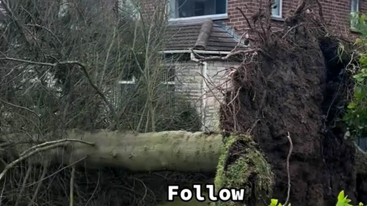 Astonishing moment Storm Eowyn rips up 70-year-old tree from the ground to leave garden in ruins [Video]